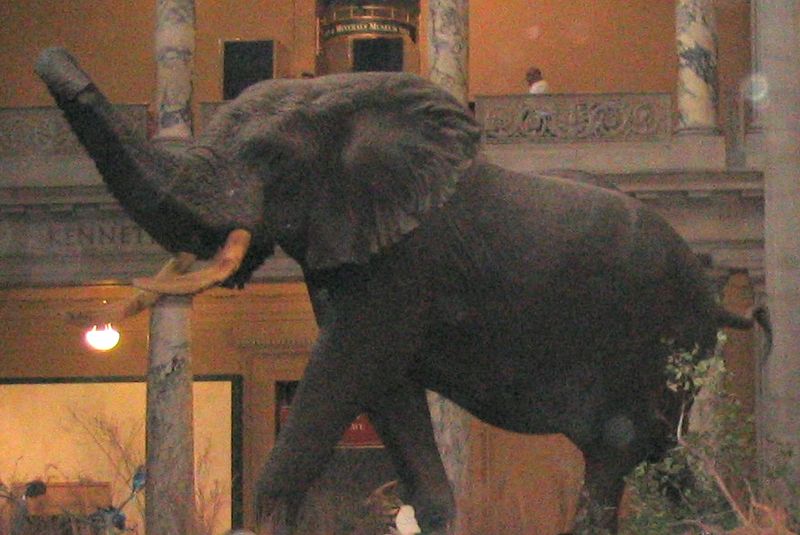 http://upload.wikimedia.org/wikipedia/commons/thumb/e/ec/Elephas_recki_left.jpg/800px-Elephas_recki_left.jpg