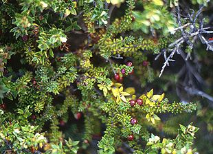 Rødfrugtet Revling (Empetrum rubrum)Foto: Franz Xaver