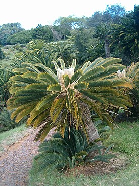 Encephalartos friderici-guilielmi KirstenboshBotGard09292010G.JPG