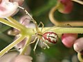 Enoplognatha ovata 01. 
 JPG