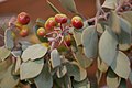 Ericaveae Bishop Manzanita Arclostaphylos obispoensis