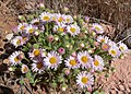 Erigeron concinnus