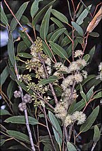 Miniatura para Eucalyptus globoidea