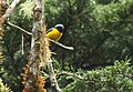 Euphonia cyanocephala