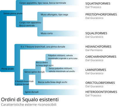 Identificazione degli otto ordini di squali viventi