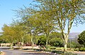 *Gelbrinden-Akazie *Vachellia xanthophloea