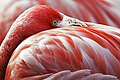 Image 37The red pigment in a flamingo's plumage comes from its diet of shrimps, which get it from microscopic algae. (from Animal coloration)