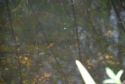 Florida gar swimming in the Everglades