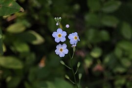 Water forget-me-not of Louis C. Clark Sanctuary