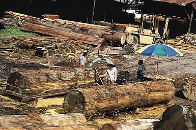 Timber from a Malaysian forest at a sawmill where it is being processed for export