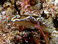 Glossodorid nudibranch