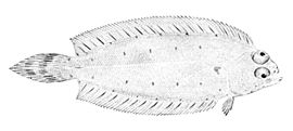 Glyptocephalus cynoglossus