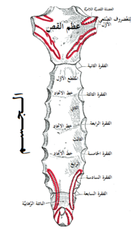 السطح الخلفي لعظمة القص. مشار للرهابة في الأسفل.