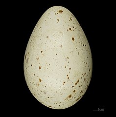 Яйцо в Тулузском музее
