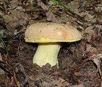 Bolet dépoli (Hemileccinum impolitum), comestible médiocre.