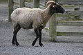 Hog Island sheep at Norfolk zoo, 2.jpg