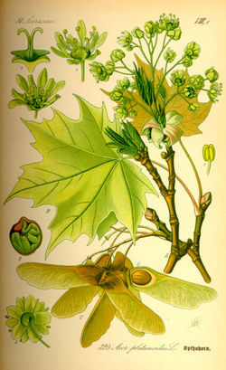 Acer platanoides