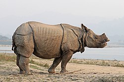Indijski nosorog (Rhinoceros unicornis)