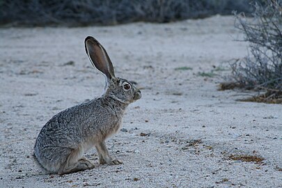 Lepus californicus deserticola (תת-מין של ארנבת שחורת-זנב) בפארק