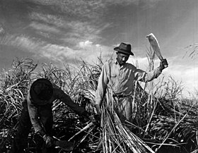 A Jamaican laborer cutting sugar cane in Clewiston, Florida, December 1947. Jamaican laborers cutting sugar cane - Clewiston.jpg