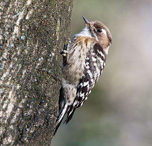 Japanese pygmy woodpecker (nominated)