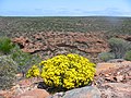 Žydinti Verticordia chrysantha