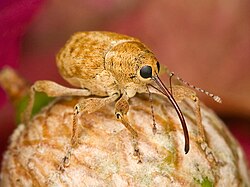 Kaldari Curculio occidentis 01. jpg