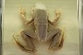 Ötujjú füttyentőbéka (Leptodactylus pentadactylus)