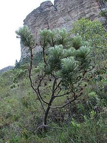 Lychnophora salicifolia.jpg