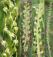 花は淡緑色で総状にやや密に多数つく