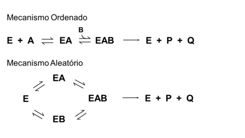 As reações sequenciais podem ocorrer por mecanismo ordenado ou por mecanismo aleatório.