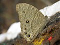 Melanitis leda (Melanitini)