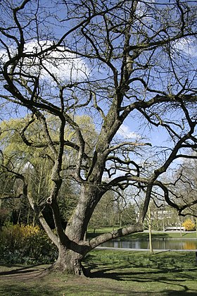 Image illustrative de l’article Parc du Waux-hall (Mons)