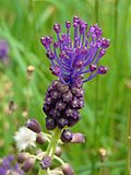 Vignette pour Muscari à toupet