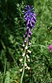 Schmalblüten-Traubenhyazinthe (Muscari tenuiflorum)