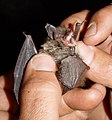 Kleine Bartfledermaus (Myotis mystacinus)