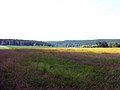 Die Holzstöcke im Tal der Weihung, nördlich des Weilers Grubach, Gemeinde Schwendi