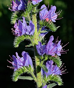 13. Platz: Johannes Robalotoff mit Blüten des Gewöhnlichen Natternkopfs (Echium vulgare L.) im Naturpark Rhein-Taunus