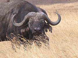 Африкански бивол во Конзерваторската област Нгоронгоро