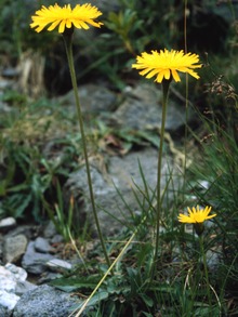 Nordschitz-Leontodon hispidus.tif