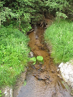 Olšinka u silnice na Lenoru