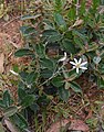 Olearia speciosa