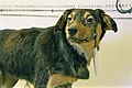 Pavlov's Dog (Commons)