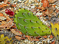 Opuntia littoralis