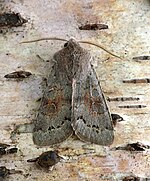 Orthosia populeti – Oberseite