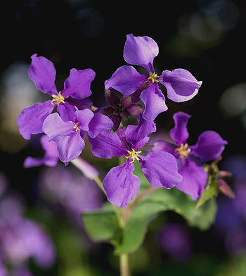 Ĉina viola kruciferaco (Orychophragmus violaceus).