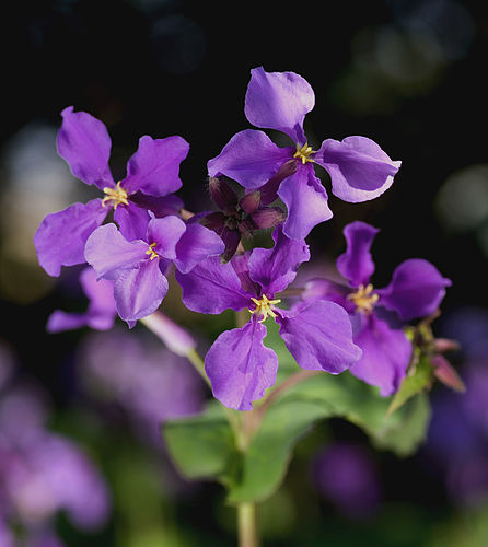 Орихофрагмус фиолетовый (Orychophragmus violaceus)