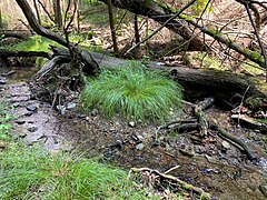 Totholz und Seggen im Ostringhauser Bach