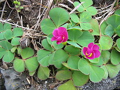 Oxalis purpurea (hábito em flor).