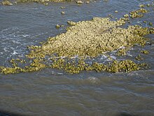 Oyster reef at about mid-tide off fishing pier at Hunting Island State Park, South Carolina Oyster reef Hunting Island SC.jpg